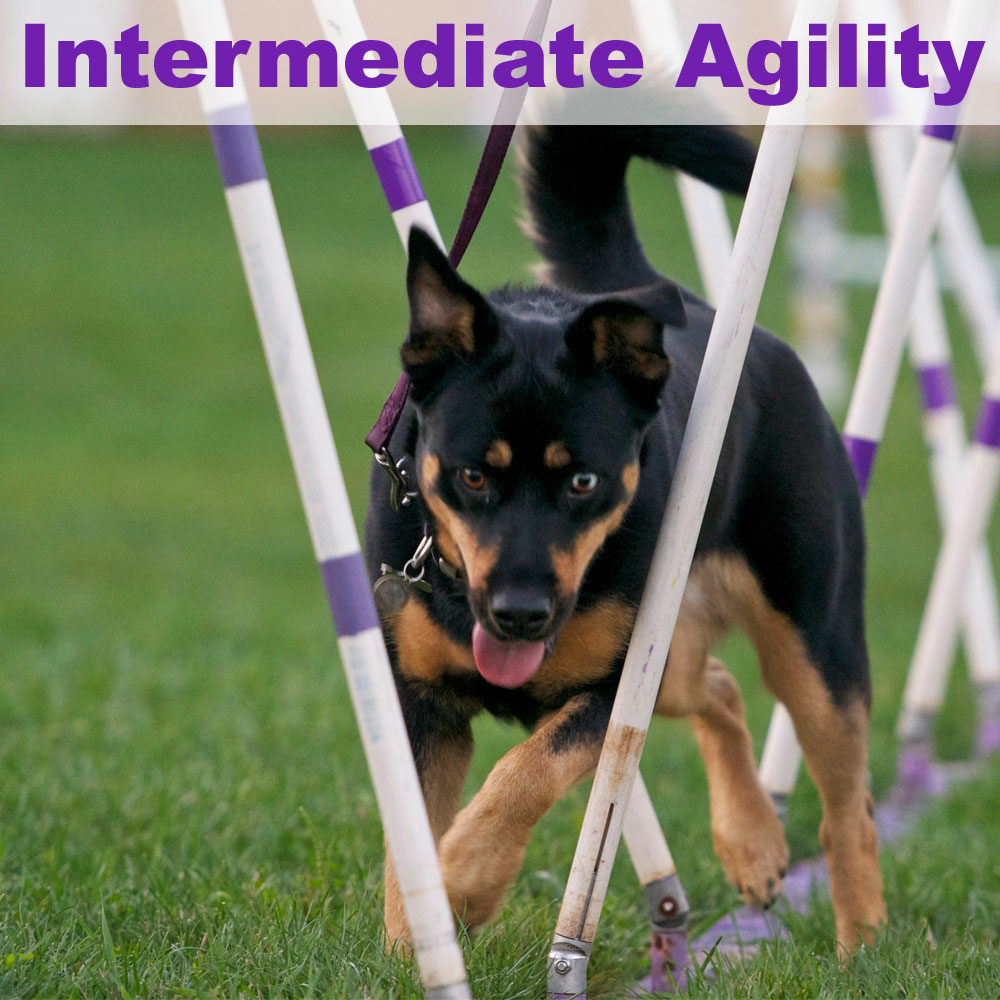 interagility